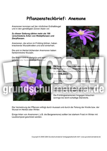 Pflanzensteckbrief-Anemone.pdf